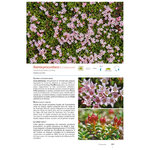PLANTES DE MONTAGNE 5