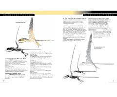 THE PRINCETON FIELD GUIDE TO PTEROSAURS 5