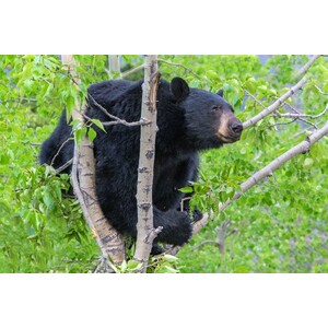 BEARS OF THE NORTH: A YEAR INSIDE THEIR WORLDS_1