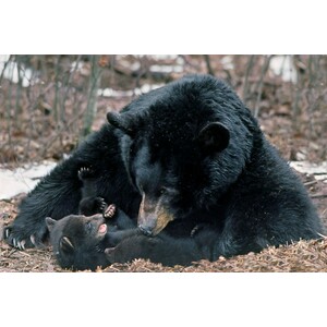 BEARS OF THE NORTH: A YEAR INSIDE THEIR WORLDS 3