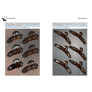 ÁGUILAS REALES Y HUMANOS EXPANSIÓN A PAISAJES DOMINADOS POR HUMANOS/GOLDEN EAGLES AND HUMANS EXPANSION TO HUMAN DOMINATED LANDSCAPES 7