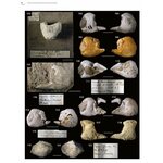 FOSSIL DECAPOD CRUSTACEA IN THE HISTORICAL COLLECTION 2