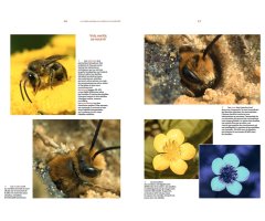 DÉCOUVRIR LES ABEILLES SAUVAGES 3