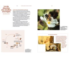 DÉCOUVRIR LES ABEILLES SAUVAGES 4
