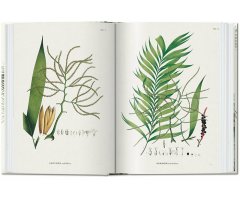 THE BOOK OF PALMS. EDICIÓN 40 ANIVERSARIO 3