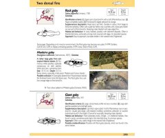 EUROPE AND MEDITERRANEAN MARINE FISH IDENTIFICATION GUIDE 2
