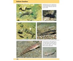 EUROPE AND MEDITERRANEAN MARINE FISH IDENTIFICATION GUIDE 3