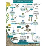 FSC WILDLIFE PACK: PONDS 4