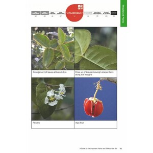 RETAINING NATURE'S LITTLE SECRETS. A GUIDE TO THE IMPORTANT PLANTS AND TROPICAL IMPORTANT PLANT AREAS OF THE BRITISH VIRGIN ISLANDS_1