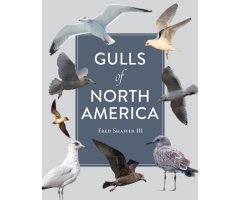 GULLS OF NORTH AMERICA