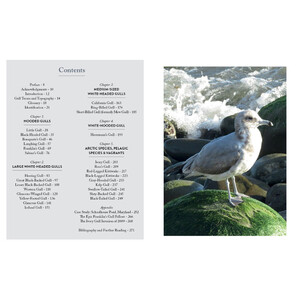 GULLS OF NORTH AMERICA_1