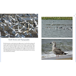 GULLS OF NORTH AMERICA 3