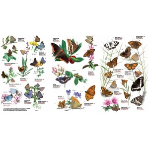 COM DISSENYAR UN JARDÍ DE PAPALLONES. GUIA PRÀCTICA 3