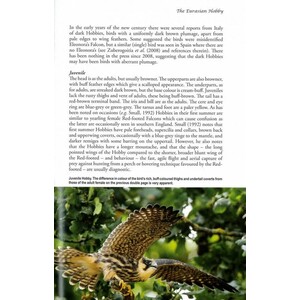 THE EURASIAN HOBBY_1