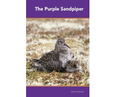 THE PURPLE SANDPIPER
