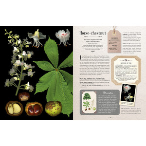 100 PLANTS THAT HEAL. THE ILLUSTRATED HERBARIUM OF MEDICINAL PLANTS_1