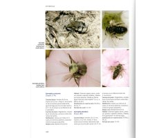 ABEJAS SALVAJES DE EUROPA. BIOLOGÍA, DINÁMICA DE HÁBITATS Y PELIGROS 3