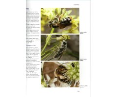 ABEJAS SALVAJES DE EUROPA. BIOLOGÍA, DINÁMICA DE HÁBITATS Y PELIGROS 4