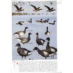 THE CROSSLEY ID GUIDE : WESTERN BIRDS_1