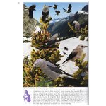 THE CROSSLEY ID GUIDE : WESTERN BIRDS 3