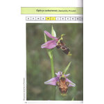 ORQUÍDEAS SILVESTRES DE NAVARRA_1