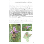 ORQUÍDEAS SILVESTRES DE NAVARRA 3