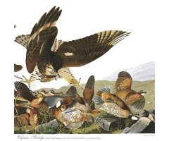JOHN JAMES AUDUBON. THE BIRDS OF AMERICA 2