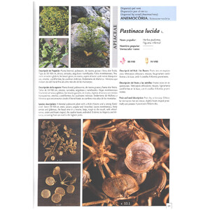 DIÀSPORES. FRUITS I LLAVORS DE LA FLORA BALEAR. DISPERSIÓ/ DIÁPORAS FRUTOS Y SEMILLAS DE LA FLORA BALEAR. DISPERSIÓN/DIÀSPORES FRUITS AND SEEDS OF BAL_1