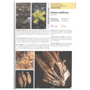 DIÀSPORES. FRUITS I LLAVORS DE LA FLORA BALEAR. DISPERSIÓ/ DIÁPORAS FRUTOS Y SEMILLAS DE LA FLORA BALEAR. DISPERSIÓN/DIÀSPORES FRUITS AND SEEDS OF BAL 3