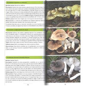 SETAS DEL PARQUE NATURAL SIERRA DE LAS NIEVES Y SU ÁMBITO_1