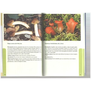 CATÁLOGO MICOLÓGICO DEL PARQUE NATURAL SIERRA DE GRAZALEMA (CÁDIZ - MÁLAGA)_1