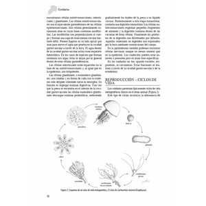 LOS INVERTEBRADOS MARINOS_1