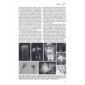 LOS INVERTEBRADOS MARINOS 3