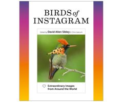 BIRDS OF INSTAGRAM