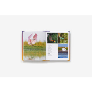 BIRDS OF INSTAGRAM_1