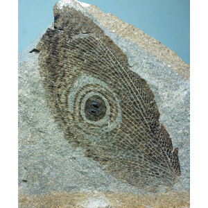 INSECTOS: PEQUEÑOS COLOSOS DE LA EVOLUCIÓN 4