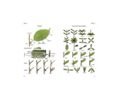 LE GLOSSAIRE ILLUSTRÉ POUR LA BOTANIQUE DE TERRAIN  2
