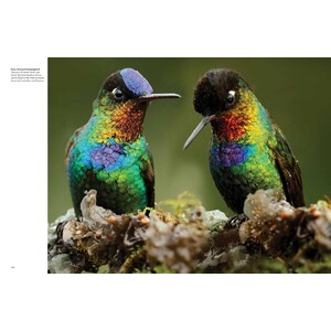 TROPICAL BIRDS 3