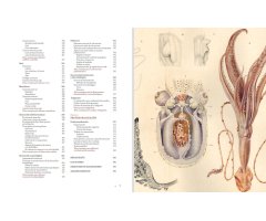 MANUAL DE ILUSTRACIÓN CIENTÍFICA 3