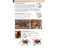 PRINCETON FIELD GUIDE SPIDERS OF NORTH AMERICA 3