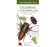 CIGARRAS Y CIGARRILLAS. INTRODUCCIÓN A LAS ESPECIES IBÉRICAS, BALEARES Y CANARIAS. GUÍAS DESPLEGABLES TUNDRA
