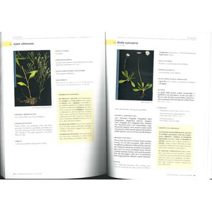 FLORA MEDICINAL DE LES ILLES BALEARS 4