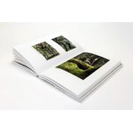 L'OISEAU FORÊT 4