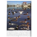 THE CROSSLEY ID GUIDE : WATERFOWL_1