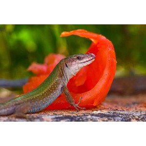 SARGANTANES EL TEMPS S'ACABA_1