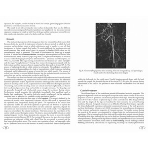 STICK AND LEAF INSECTS OF THE WORLD. PHASMIDS 3