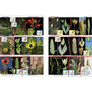 ILLUSTRATED FLORA OF MOROCCO 3