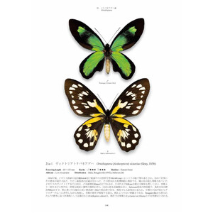 PAPILIONIDAE OF THE WORLD 3