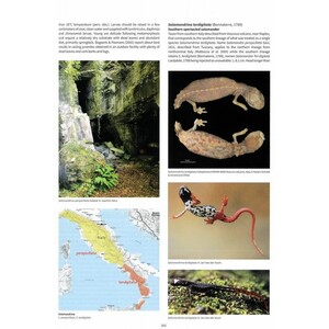 SALAMANDERS & NEWTS OF THE WORLD 3