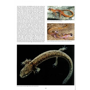 SALAMANDERS & NEWTS OF THE WORLD 4